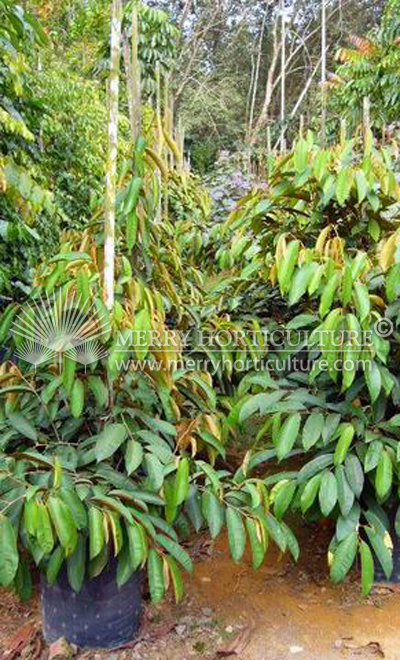 Chrysophyllum Cainito (Star apple)